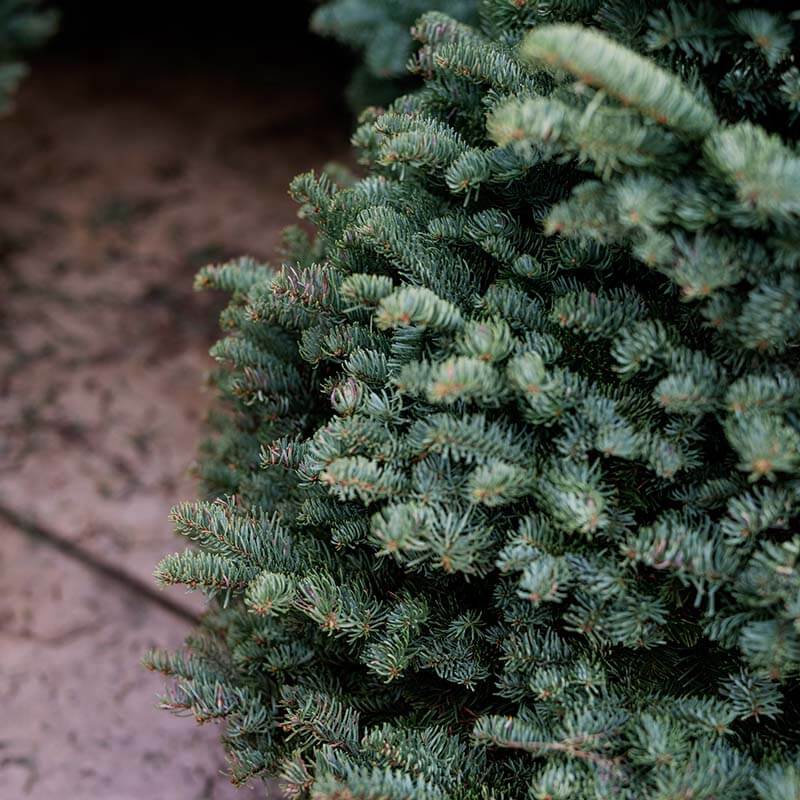 christmas-tree-farm-10