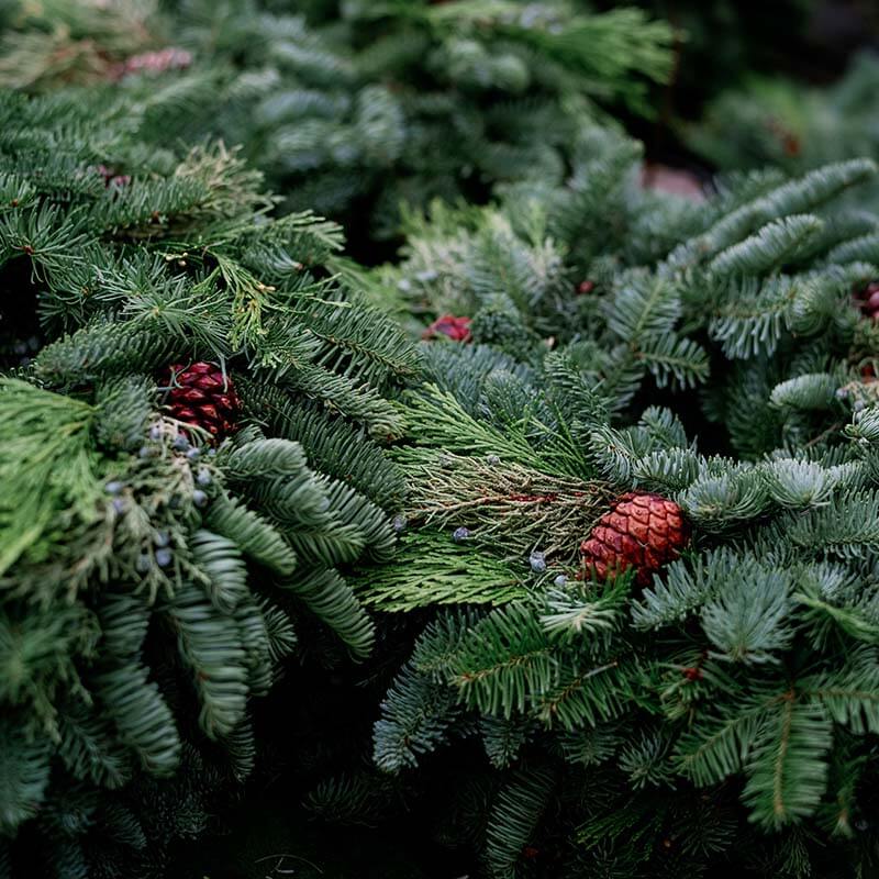 christmas-tree-farm-11