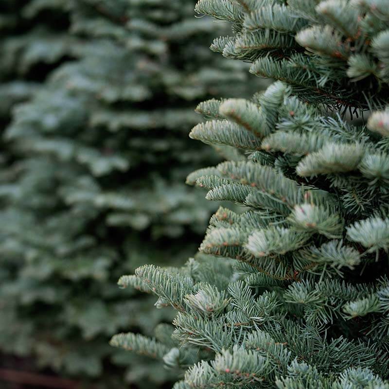 christmas-tree-farm-12