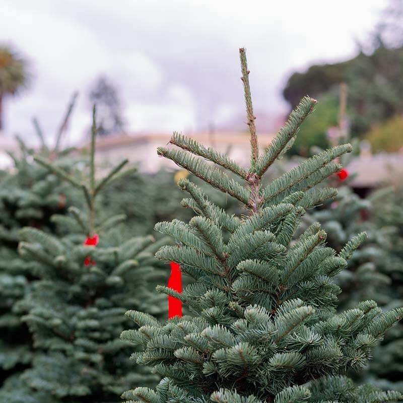 christmas-tree-farm-13