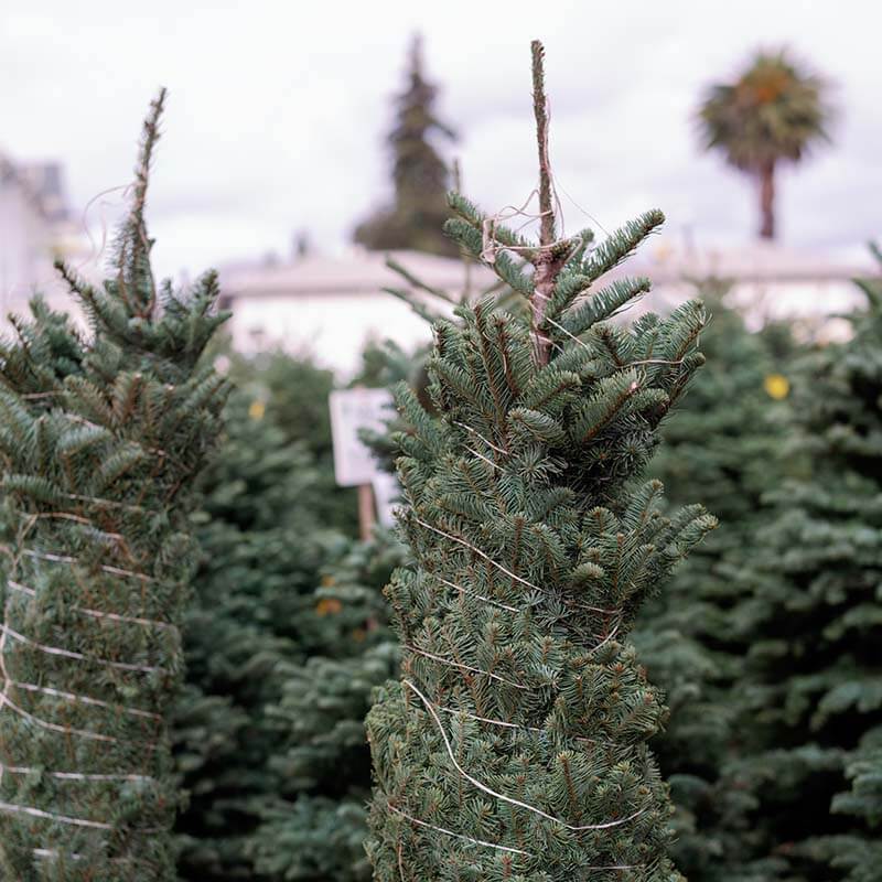 christmas-tree-farm-14