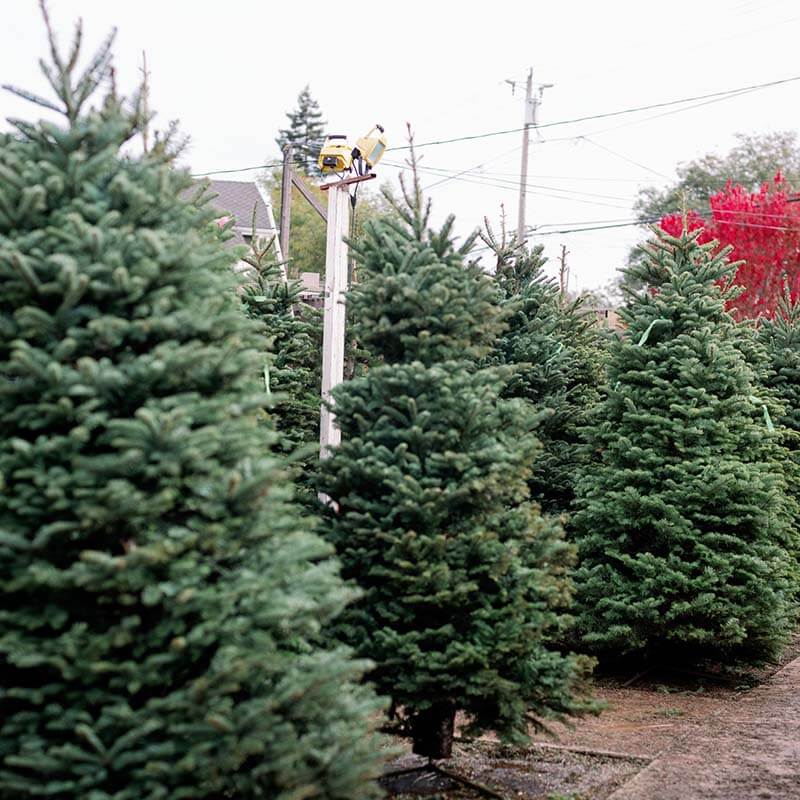 christmas-tree-farm-15