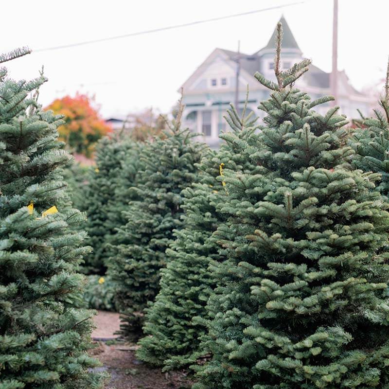 christmas-tree-farm-16