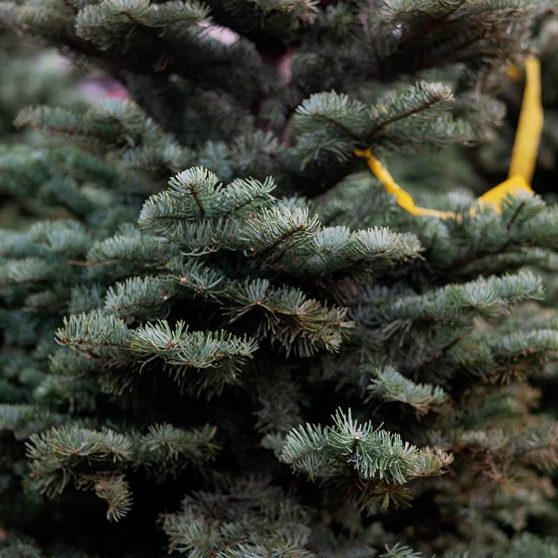 christmas-tree-farm-17