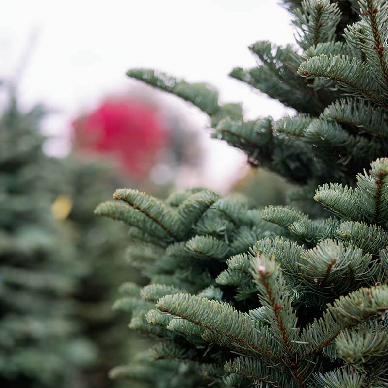 christmas-tree-farm-18